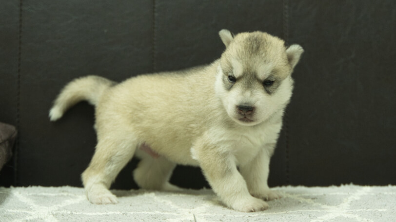 シベリアンハスキー子犬の写真No.202412043-5　12月21日現在