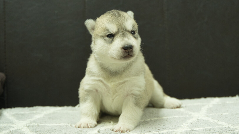 シベリアンハスキー子犬の写真No.202412043正面12月21日現在