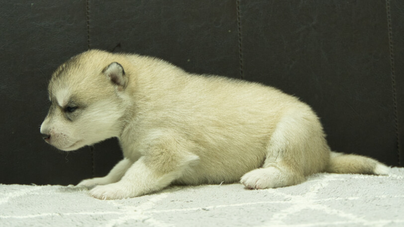 シベリアンハスキー子犬の写真No.202412043左側面12月21日現在