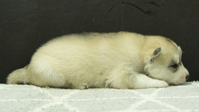 シベリアンハスキー子犬の写真No.202412044右側面12月21日現在