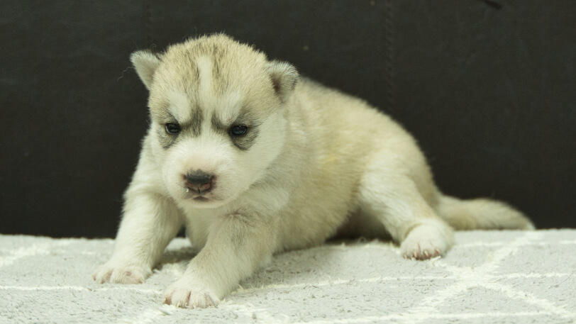 シベリアンハスキー子犬の写真No.202412044-4　12月21日現在