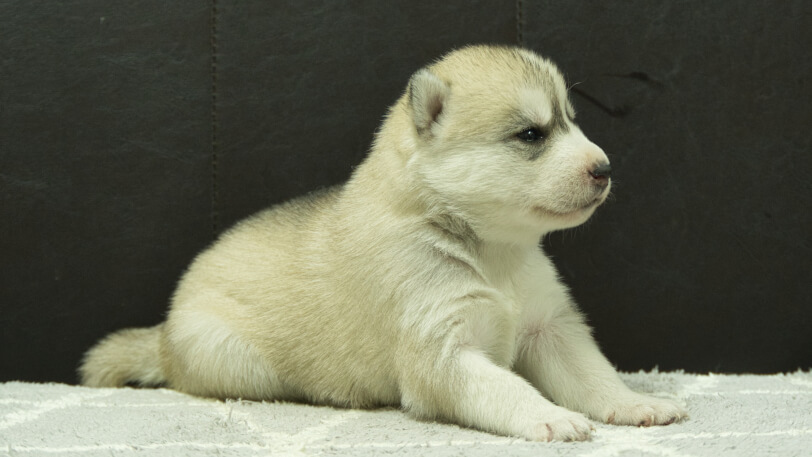 シベリアンハスキー子犬の写真No.202412044-5　12月21日現在