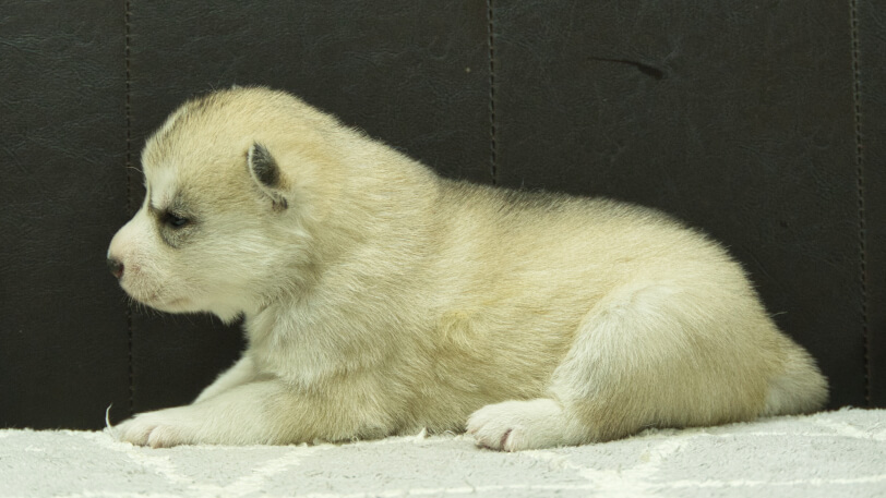 シベリアンハスキー子犬の写真No.202412044左側面12月21日現在