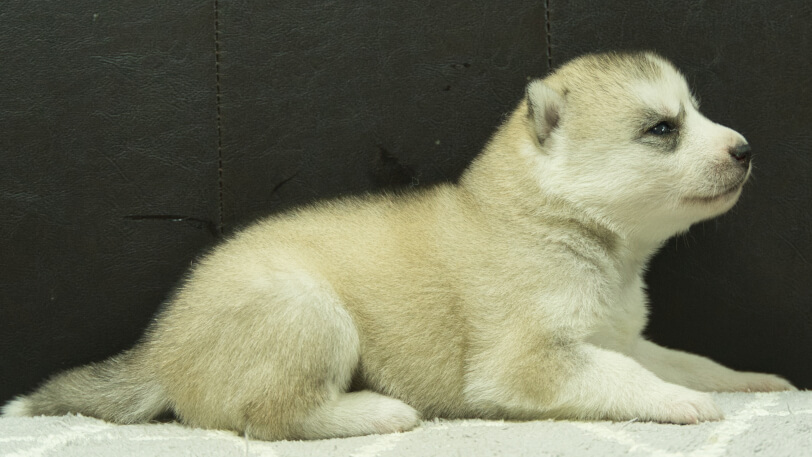 シベリアンハスキー子犬の写真No.202412045右側面12月21日現在