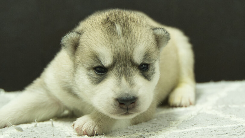 シベリアンハスキー子犬の写真No.202412041正面12月21日現在