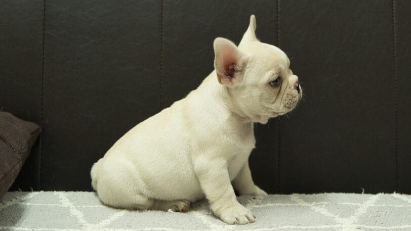 フレンチブルドッグ子犬の写真No.202412031右側面1月22日現在