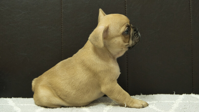 フレンチブルドッグ子犬の写真No.202412032右側面1月22日現在