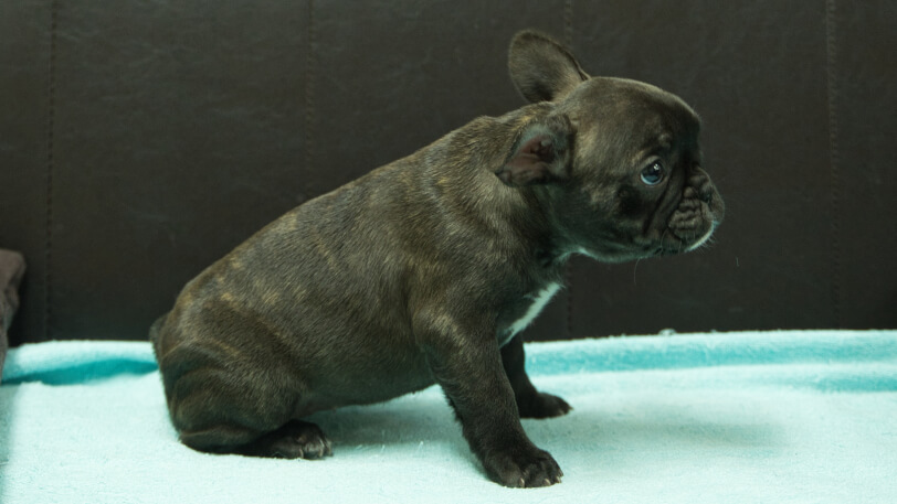 フレンチブルドッグ子犬の写真No.202412033右側面1月29日現在