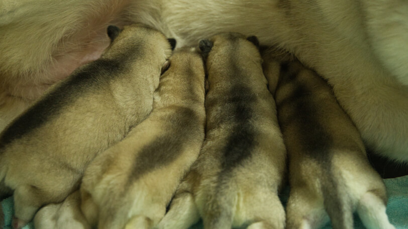 2024年12月23日生まれのシベリアンハスキーの子犬たち