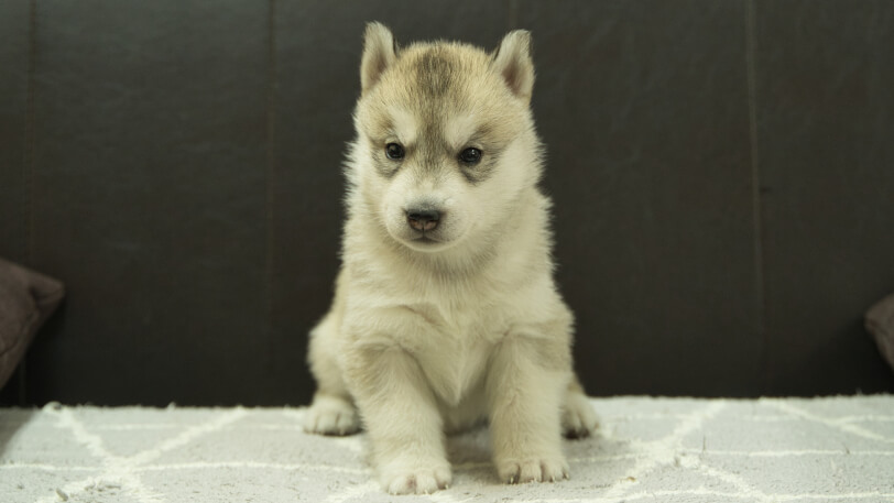 シベリアンハスキー子犬の写真No.202412043正面12月31日現在