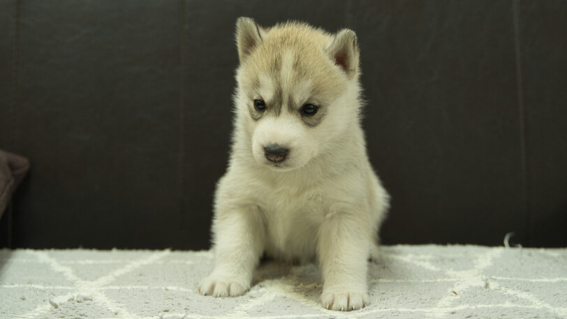 シベリアンハスキー子犬の写真No.202412044正面12月31日現在