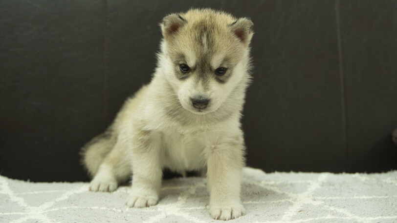 シベリアンハスキー子犬の写真No.202412041正面12月31日現在