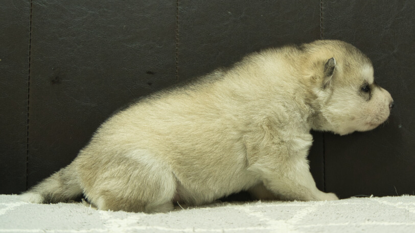 シベリアンハスキー子犬の写真No.202412231右側面1月8日現在