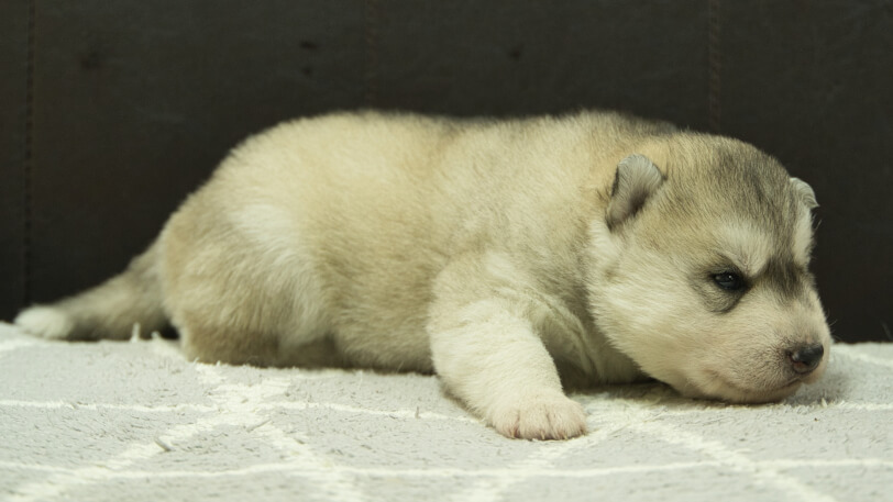 シベリアンハスキー子犬の写真No.202412231-5　1月8日現在