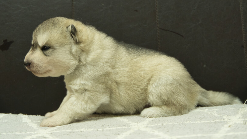 シベリアンハスキー子犬の写真No.202412231左側面1月8日現在