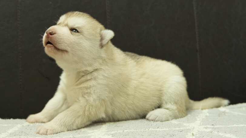 シベリアンハスキー子犬の写真No.202412232-4　1月8日現在