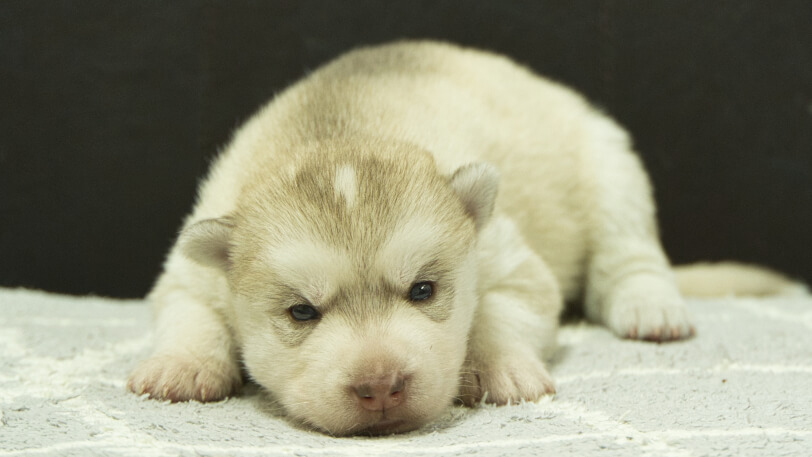 シベリアンハスキー子犬の写真No.202412232正面1月8日現在