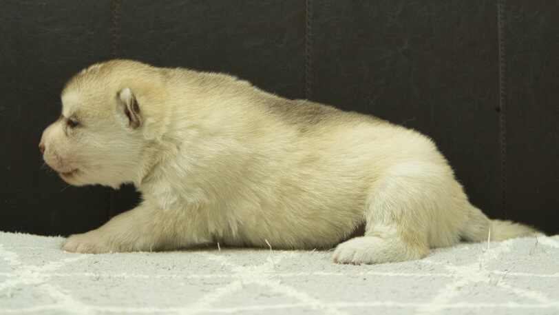 シベリアンハスキー子犬の写真No.202412232左側面1月8日現在