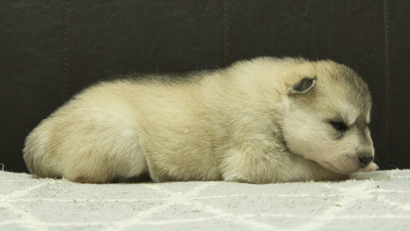 シベリアンハスキー子犬の写真No.202412233右側面1月8日現在