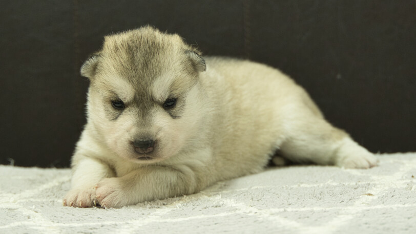 シベリアンハスキー子犬の写真No.202412233-4　1月8日現在