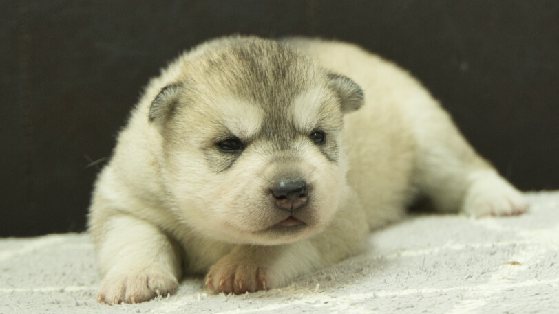 シベリアンハスキー子犬の写真No.202412233正面1月8日現在