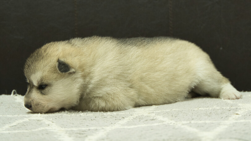 シベリアンハスキー子犬の写真No.202412233左側面1月8日現在