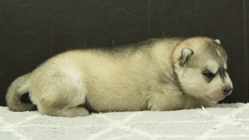 シベリアンハスキー子犬の写真No.202412234右側面1月8日現在