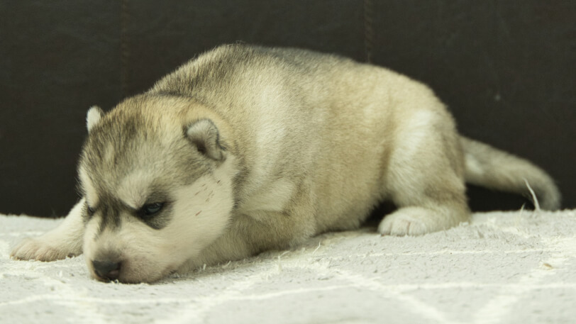 シベリアンハスキー子犬の写真No.202412234-4　1月8日現在