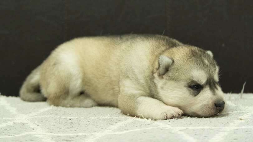 シベリアンハスキー子犬の写真No.202412234-5　1月8日現在