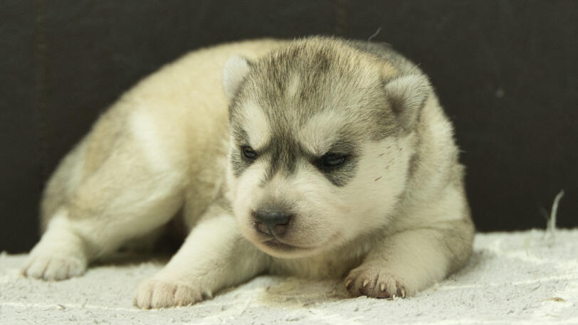 シベリアンハスキー子犬の写真No.202412234正面1月8日現在