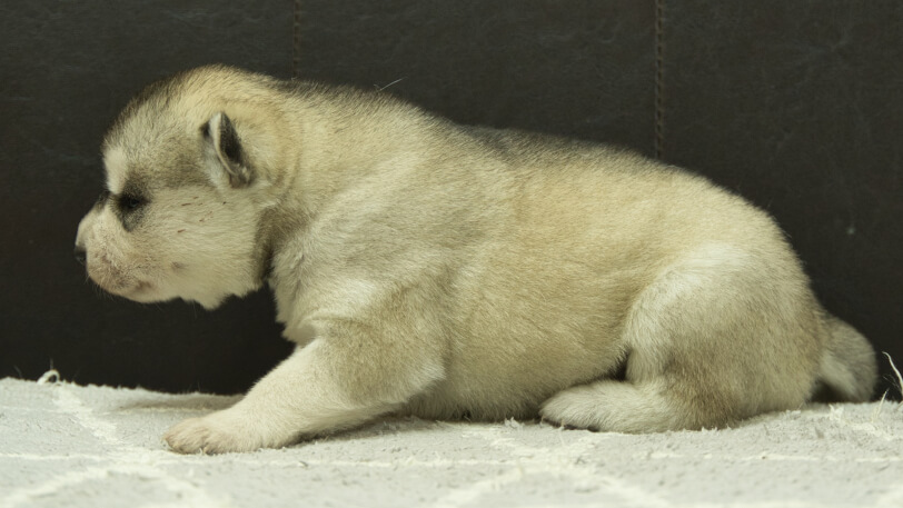 シベリアンハスキー子犬の写真No.202412234左側面1月8日現在