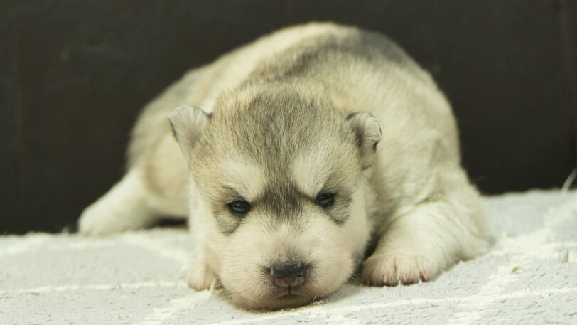 シベリアンハスキー子犬の写真No.202412231正面1月8日現在