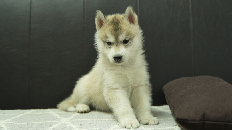 シベリアンハスキー子犬の写真No.202412043正面1月11日現在