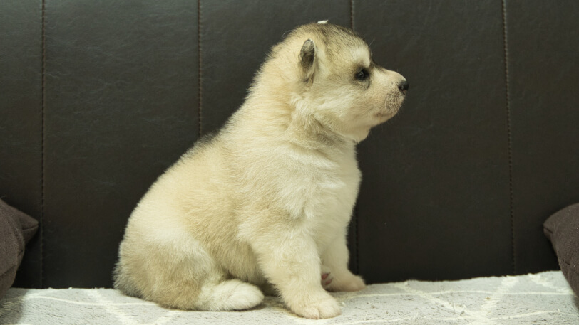 シベリアンハスキー子犬の写真No.202412231右側面1月16日現在