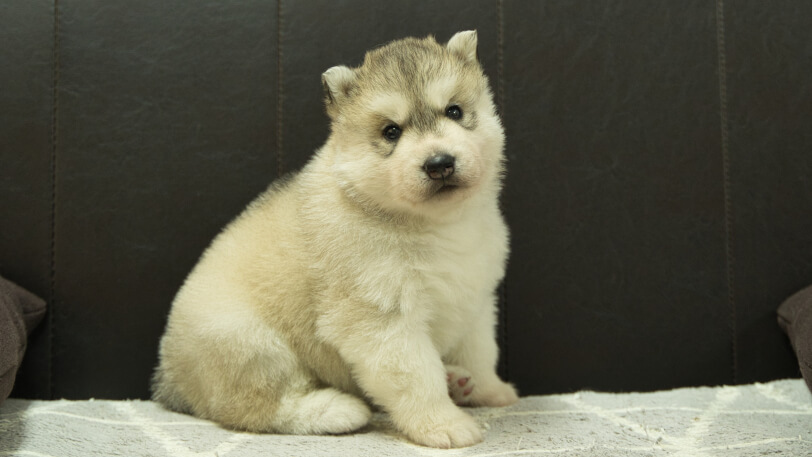 シベリアンハスキー子犬の写真No.202412231-5　1月16日現在