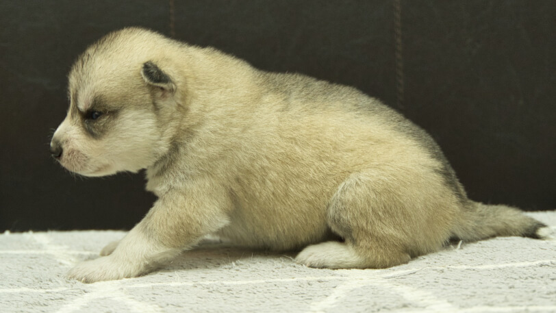 シベリアンハスキー子犬の写真No.202412301左側面1月16日現在