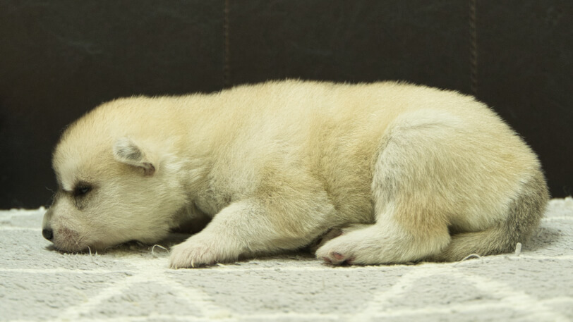 シベリアンハスキー子犬の写真No.202412302左側面1月16日現在