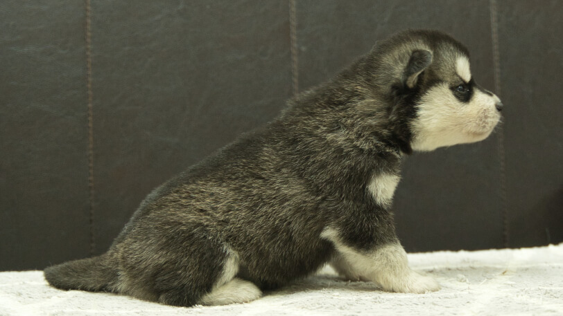 シベリアンハスキー子犬の写真No.202412303右側面1月16日現在