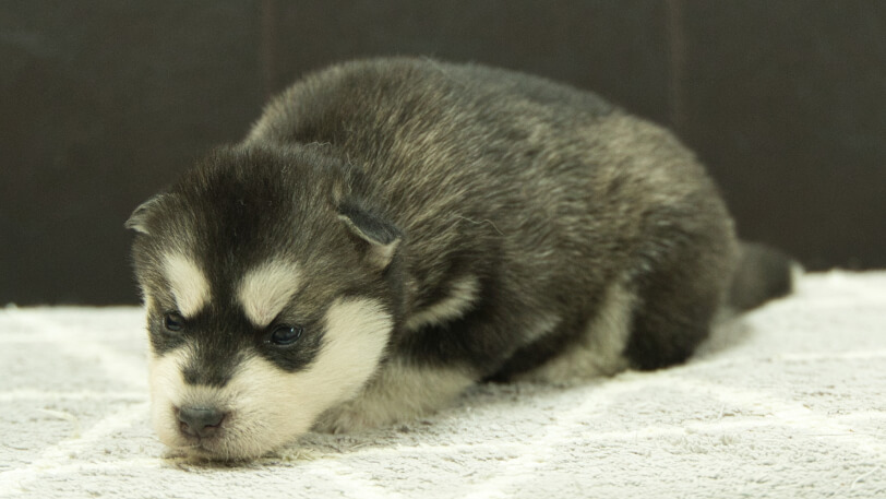 シベリアンハスキー子犬の写真No.202412303-4　1月16日現在