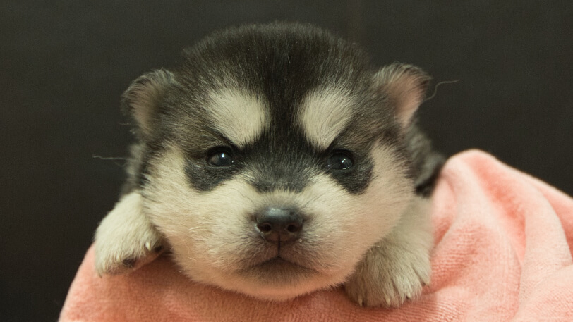 シベリアンハスキー子犬の写真No.202412303正面1月16日現在