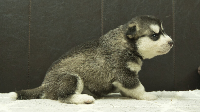 シベリアンハスキー子犬の写真No.202412304右側面1月16日現在