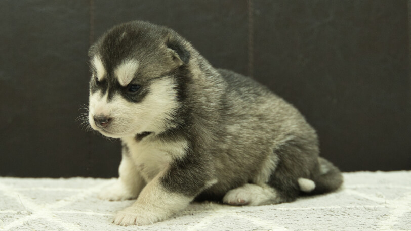 シベリアンハスキー子犬の写真No.202412304-4　1月16日現在