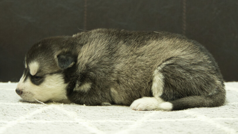 シベリアンハスキー子犬の写真No.202412304左側面1月16日現在