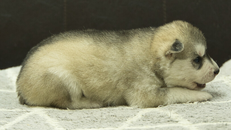 シベリアンハスキー子犬の写真No.202412305右側面1月16日現在