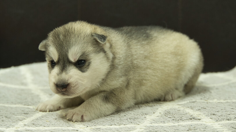 シベリアンハスキー子犬の写真No.202412305-4　1月16日現在