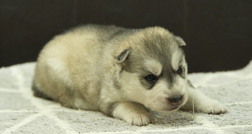 シベリアンハスキー子犬の写真No.202412305-5　1月16日現在