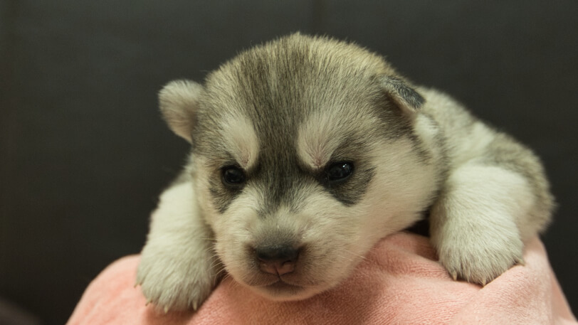 シベリアンハスキー子犬の写真No.202412305正面1月16日現在