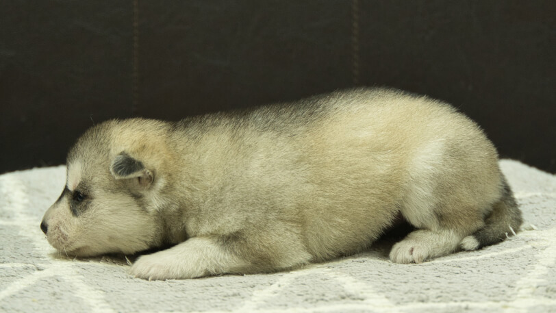 シベリアンハスキー子犬の写真No.202412305左側面1月16日現在