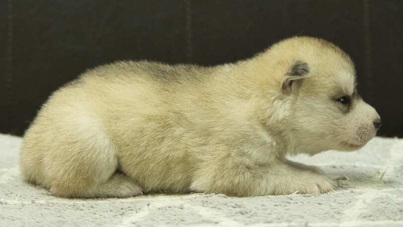 シベリアンハスキー子犬の写真No.202412306右側面1月16日現在