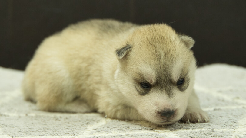 シベリアンハスキー子犬の写真No.202412306-5　1月16日現在